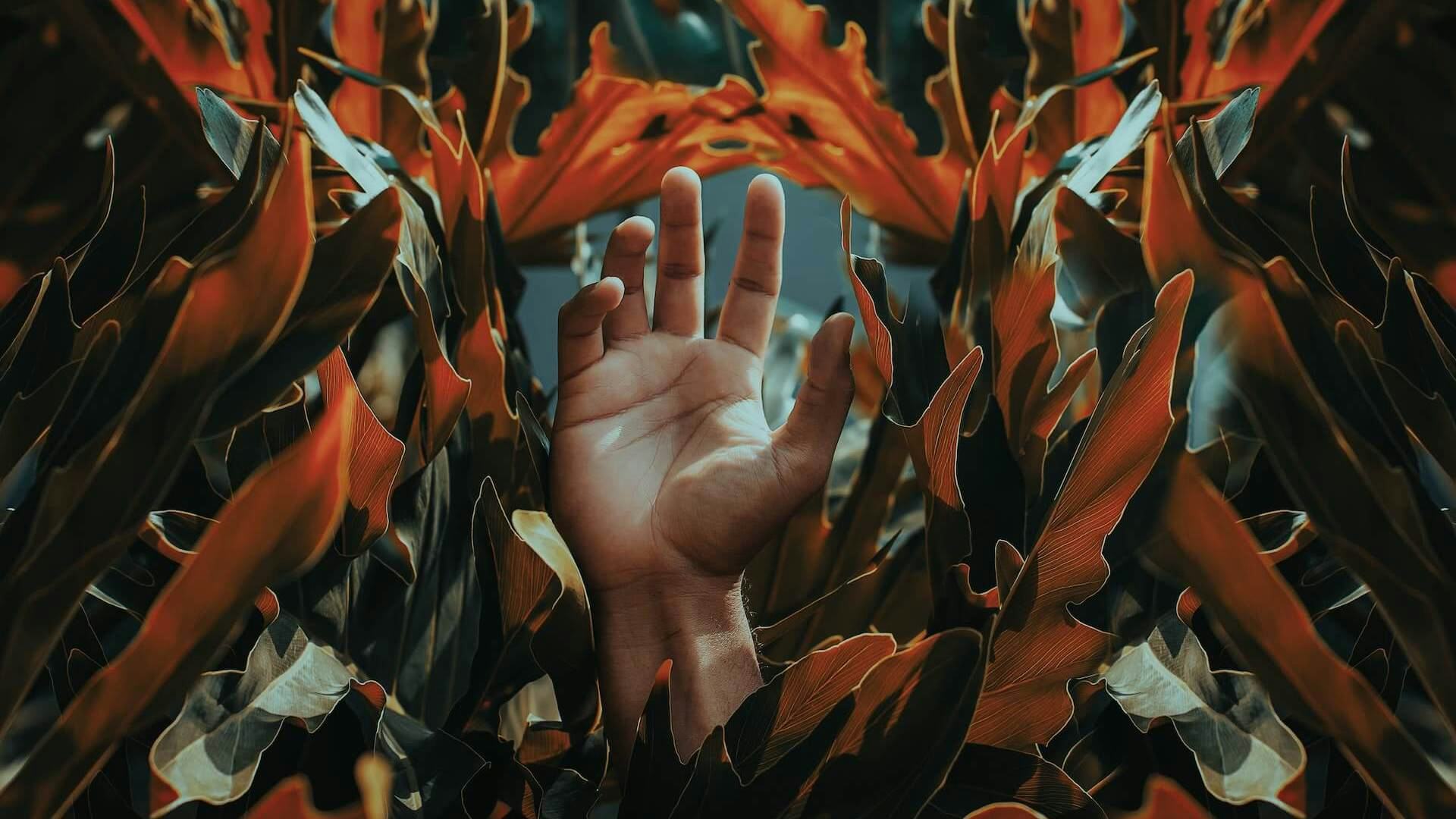 Extending hand of a person in the middle of orange flowers